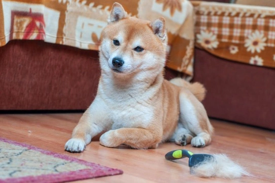 Grooming a heavy-shedding dog and dealing with a blown coat