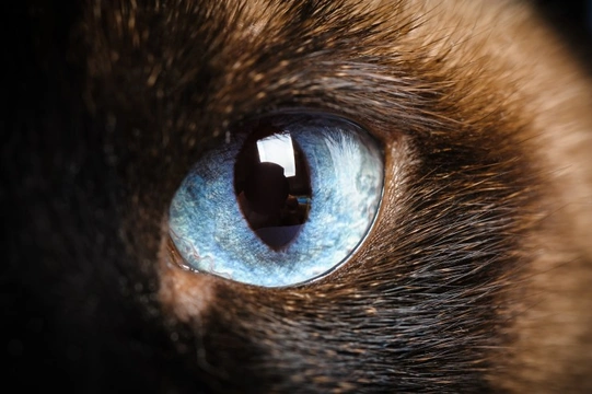 Eye anomalies and hereditary vision problems that can affect Siamese cats