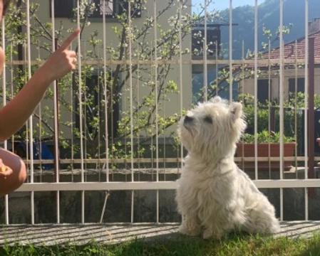 Addestramento base del cucciolo West Highland White Terrier