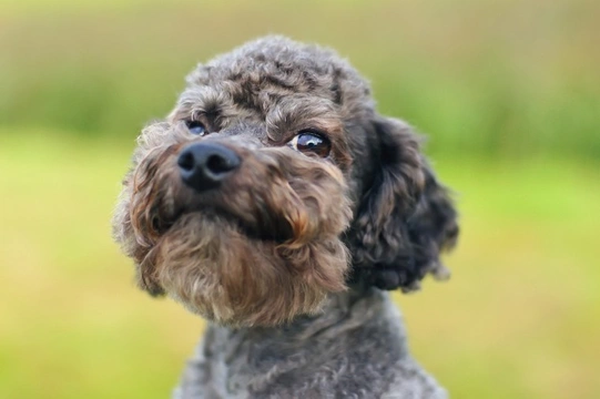 Ten things you need to know about the miniature poodle before you buy one