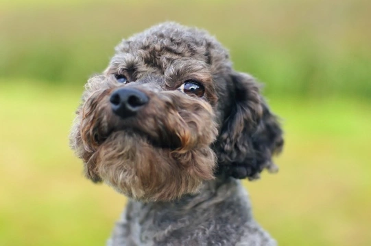 Grey hotsell mini poodle