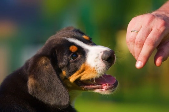 Bernese mountain best sale dog puppy biting