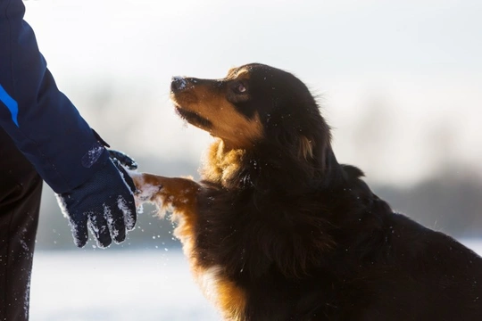 Winter paw care for dogs