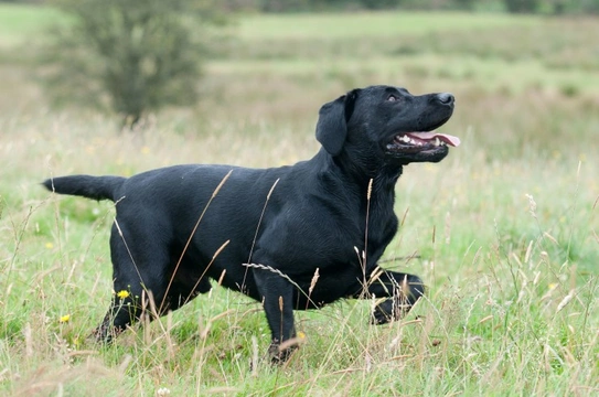 Working labrador store