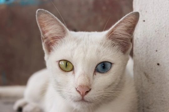 Rare white best sale cat breeds