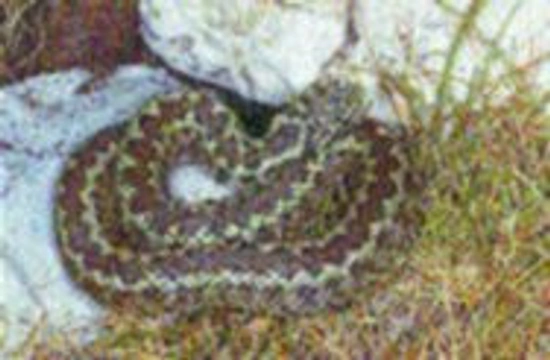 Vipera ursinii - zmije stepní (menší): 1.díl