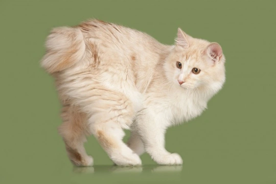 Extraordinary Cat Breeds with Bobbed Tails
