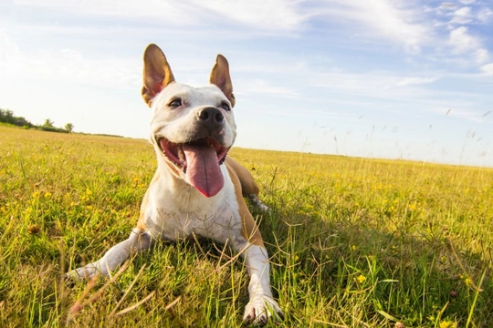 What should you do if your dog is bitten by a horsefly?