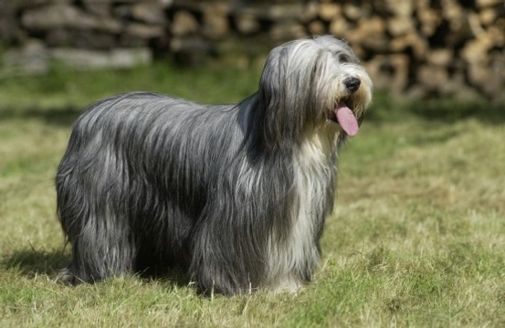 How to Keep a Bearded Collie's Coat Looking Good