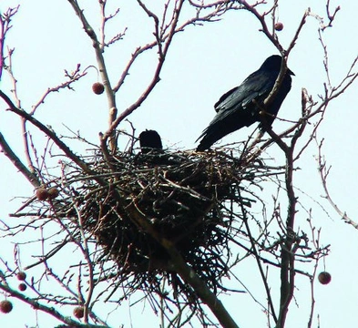 Havran polní, Corvus frugilegus