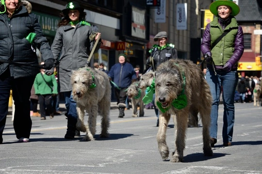 Keeping your dog safe on St. Patrick’s Day