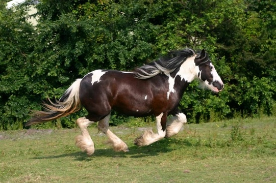 What is a Gypsy Vanner ?
