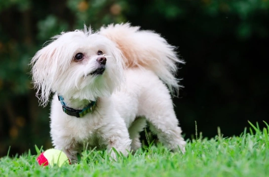 Temperament and traits of the Maltipoo puppy