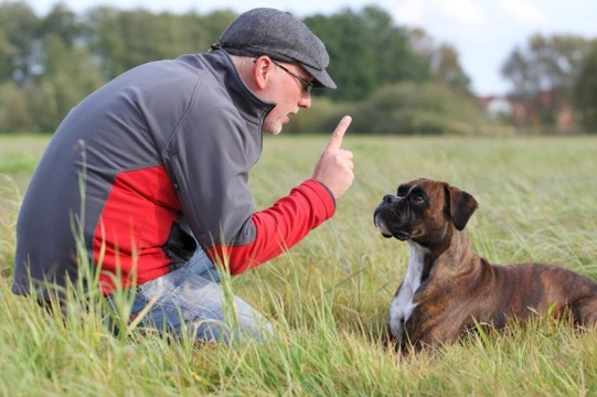 Why training the owner is just as important as training the dog