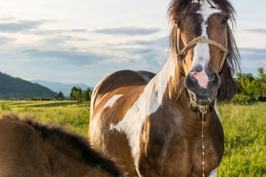 Why is my Horse Drooling so Much?