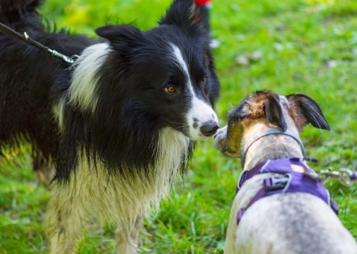 Six potential hazards your dog may face when socialising with others