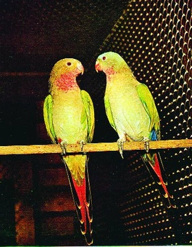 Papoušek alexandrin a jeho mutace
