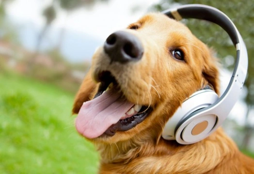 Dogs and Fear of Noise