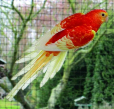 Papoušek zpěvavý (Psephotus heamatonotus)