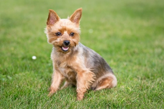 Yorkshire terrier health testing and genetic diversity