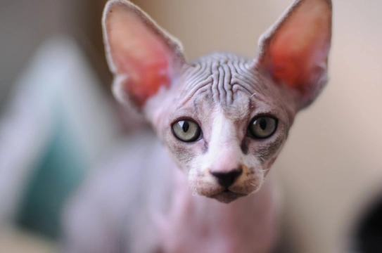 Hints On Showing Sphynx Cats