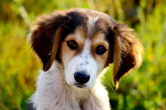 How long after exposure is your dog at risk of developing parvovirus?