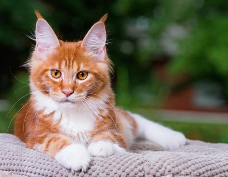 Can Vaccinations be Harmful to Cats?