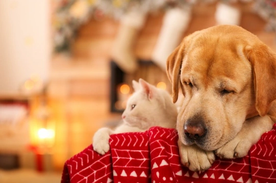How to tell if your dog is happy and feels relaxed on New Year’s Eve