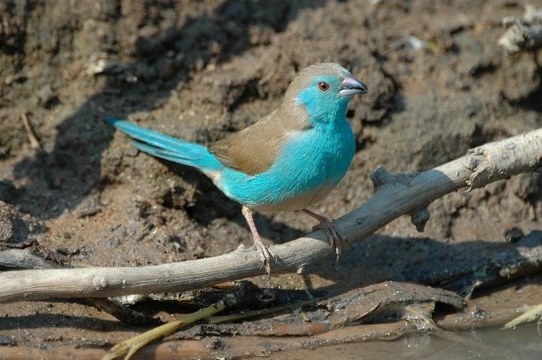 Cordon bleu finch store breeding