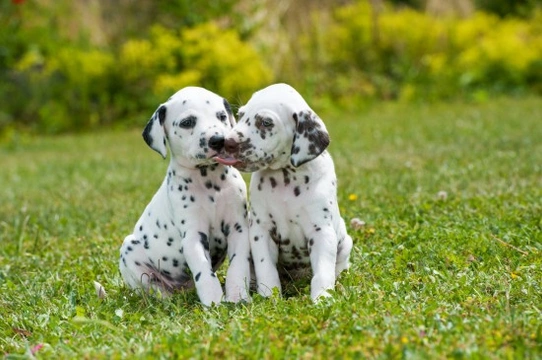 Urinary tract problems in the Dalmatian dog