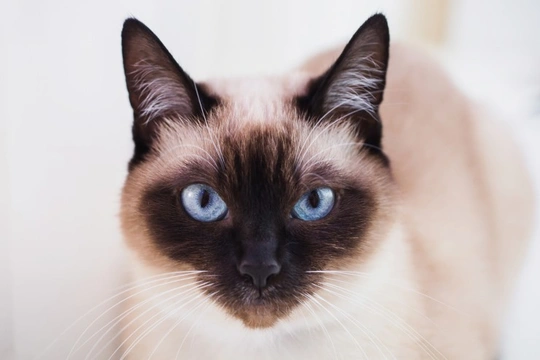 Siamese cat hot sale eyes