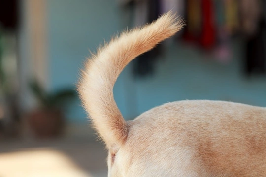 Why you should make sure your child never pulls your dog’s tail