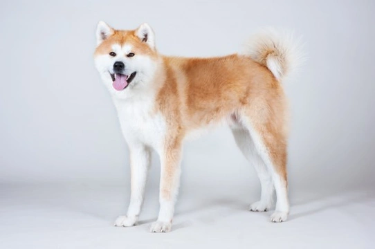 Akita tail best sale not curled