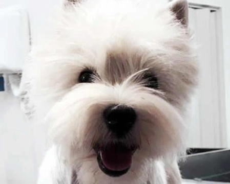 Il carattere del West Highland White Terrier