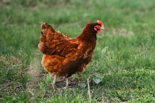 Six easy steps to follow to keep your chickens healthy