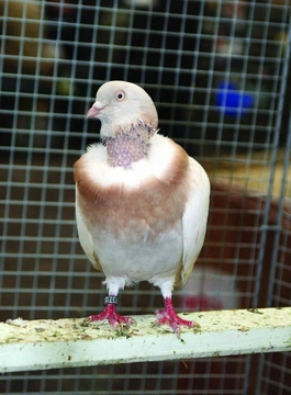 Rumunský holokrký rejdič  – Nejznámější holubi 36