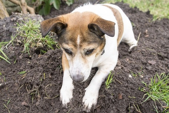 How to stop your dog from destroying your garden
