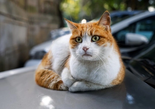 Ten Tips When Taking Your Cat on a Car Journey