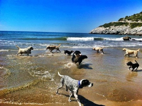 Playas para perros en Barcelona