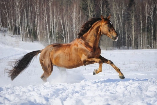 Tips on Taking Care of Horses in Colder Weather