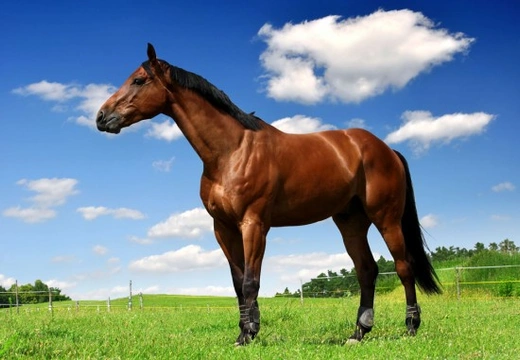 Choosing the Right Horse Insurance