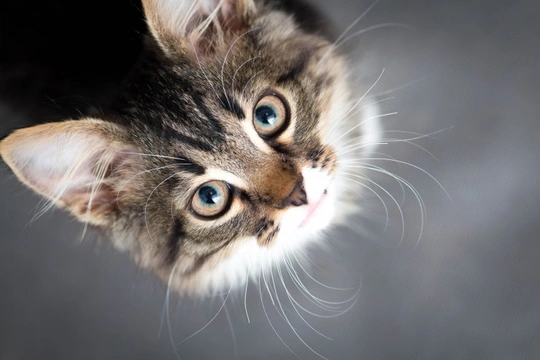 Why does my cat fail to use their litter tray?