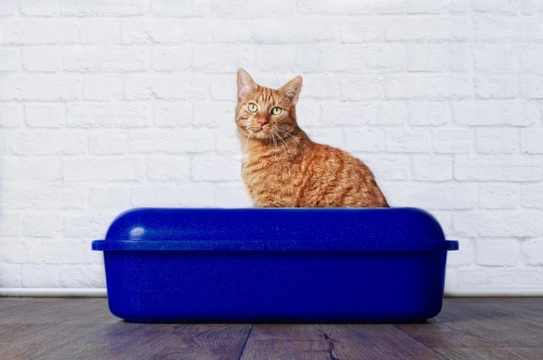 Why does my cat make such a mess with their litter tray? Here are seven potential reasons