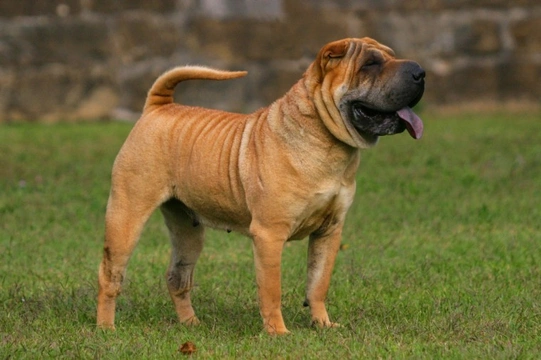 Health and care of the Shar Pei dog