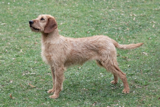 Coarse dog outlet hair