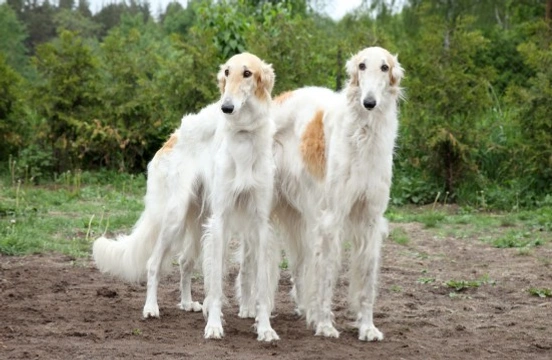 The Borzoi a Breed With Few Hereditary Health Disorders