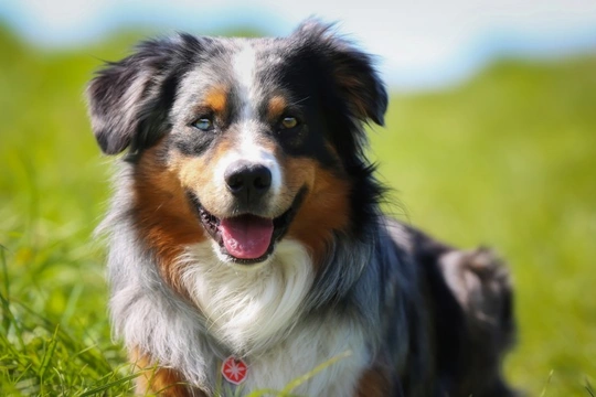 Traits to Look for in a Family Dog