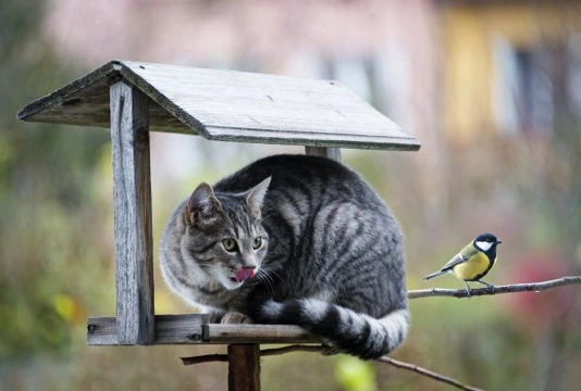 Protecting wild birds from hunting cats