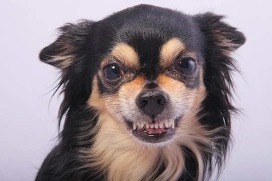 How To Handle An Aggressive Chihuahua Pets4Homes   EzVMHcsxSMmZ6m6f6FT3