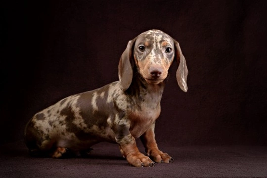 Spotty sausage dog puppy for sale sale